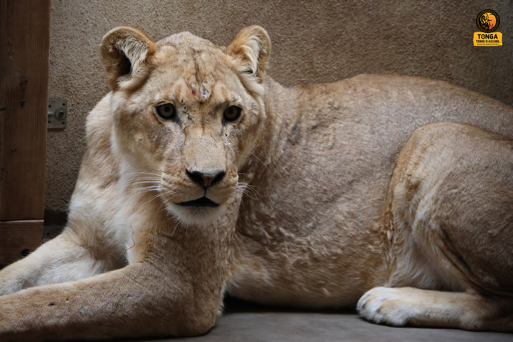 lion greffe