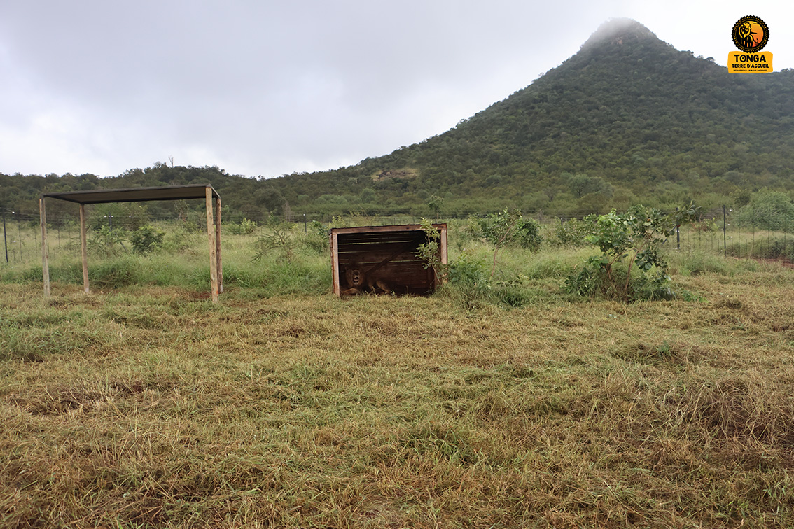 lion