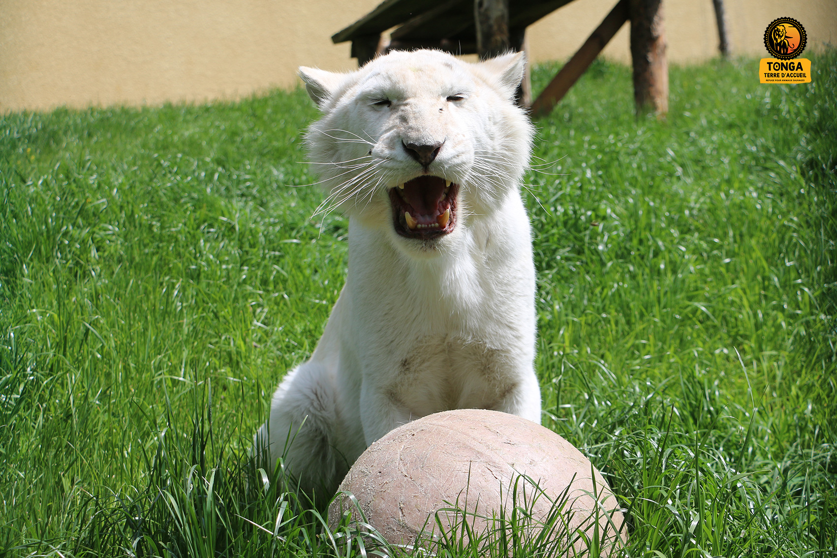 lion