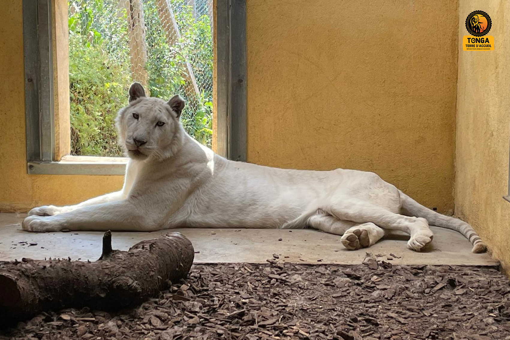 lion