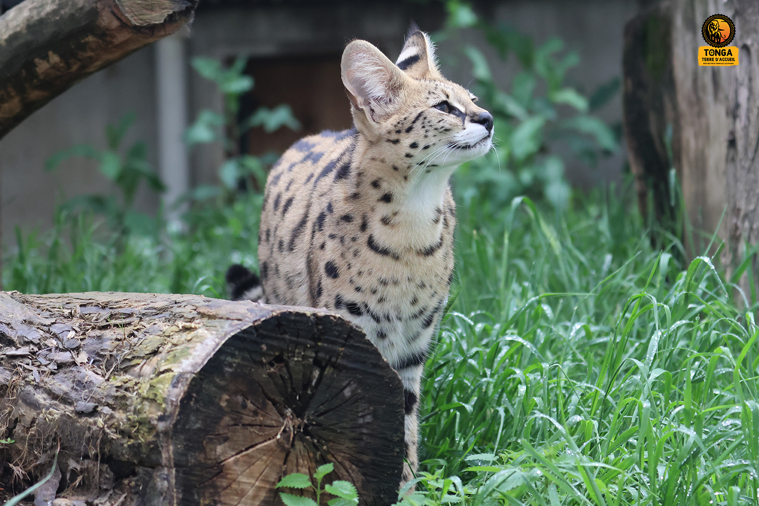 serval