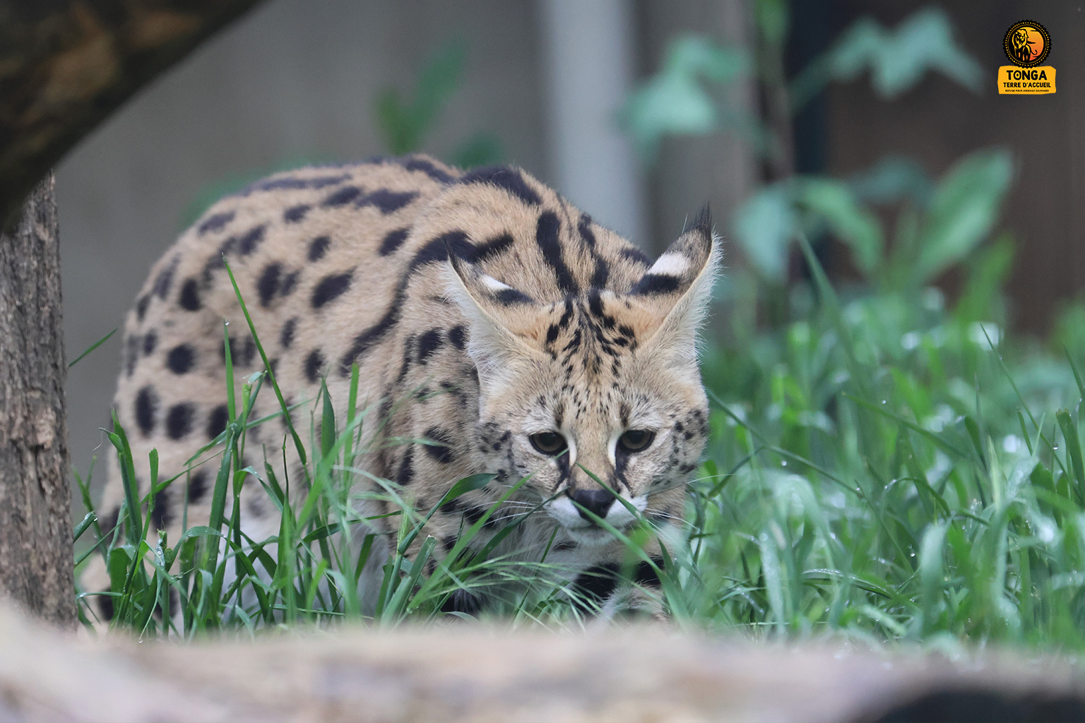 serval